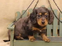 Reverse Silver Dapple LH, a male Miniature Dachshund for sale in Gilmer, TX – Photo 7 of 10