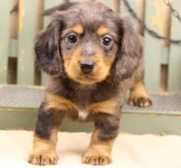 Reverse Silver Dapple LH, a male Miniature Dachshund for sale in Gilmer, TX – Photo 2 of 10