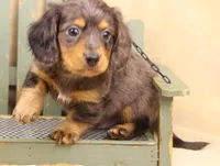 Reverse Silver Dapple LH, a male Miniature Dachshund for sale in Gilmer, TX – Photo 3 of 10