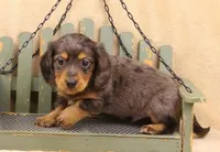 Reverse Silver Dapple LH, a male Miniature Dachshund for sale in Gilmer, TX – Photo 4 of 10