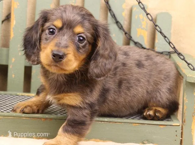 Reverse Silver Dapple LH