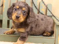 Reverse Silver Dapple LH, a male Miniature Dachshund for sale in Gilmer, TX – Photo 1 of 10