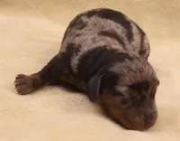 Black/tan dapple SH, a female Miniature Dachshund for sale in Gilmer, TX – Photo 7 of 10