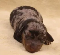 Black/tan dapple SH, a female Miniature Dachshund for sale in Gilmer, TX – Photo 8 of 10