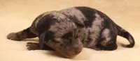 Black/tan dapple SH, a female Miniature Dachshund for sale in Gilmer, TX – Photo 1 of 10