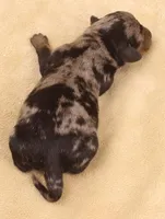 Black/tan dapple SH, a female Miniature Dachshund for sale in Gilmer, TX – Photo 10 of 10