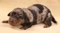 Black/tan dapple SH, a female Miniature Dachshund for sale in Gilmer, TX – Photo 2 of 10