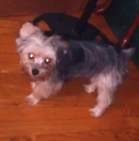 Dexter , a male Yorkshire Terrier for sale in Cuba, IL – 2 of 2