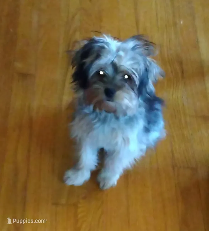 Dexter  – Yorkshire Terrier puppy for sale in Cuba, IL