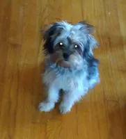 Dexter , a male Yorkshire Terrier for sale in Cuba, IL – 1 of 2