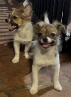 Beau, a male Pomchi for sale in Port Charlotte, FL – 2 of 5