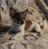 Henrietta, a female Pomchi for sale in Port Charlotte, FL – 5 of 7