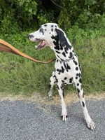Harley, a female Dalmatian for sale in Port Charlotte, FL – 4 of 4