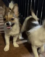 Henrietta, a female Pomchi for sale in Port Charlotte, FL – 7 of 7