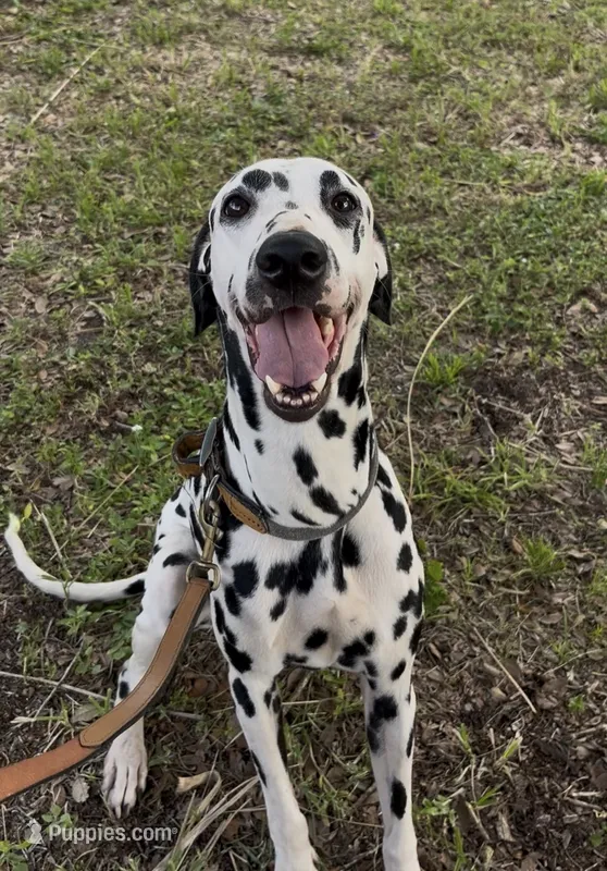 Harley – Dalmatian puppy for sale in Port Charlotte, FL