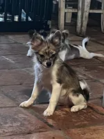 Boris, a male Pomchi for sale in Port Charlotte, FL – 7 of 7