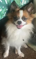 Beau, a male Pomchi for sale in Port Charlotte, FL – 3 of 5