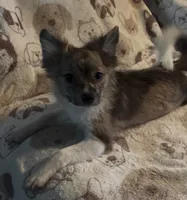 Boris, a male Pomchi for sale in Port Charlotte, FL – 5 of 7