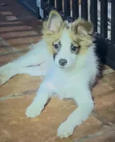 Johnny, a male Pomchi for sale in Port Charlotte, FL – 7 of 8