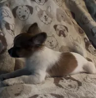 Henrietta, a female Pomchi for sale in Port Charlotte, FL – 3 of 7