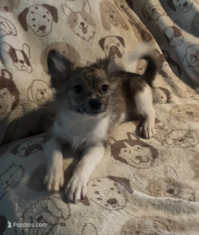 Boris – Pomchi puppy for sale in Port Charlotte, FL