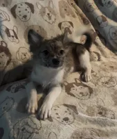 Boris, a male Pomchi for sale in Port Charlotte, FL – 1 of 7