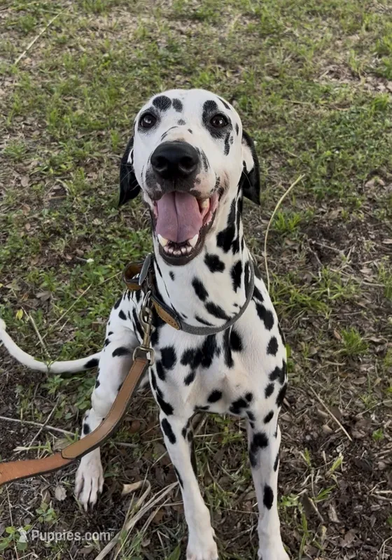Harley  – Dalmatian puppy for sale in Port Charlotte, FL