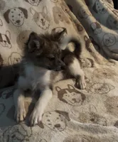 Boris, a male Pomchi for sale in Port Charlotte, FL – 2 of 7