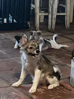 Boris, a male Pomchi for sale in Port Charlotte, FL – 6 of 7