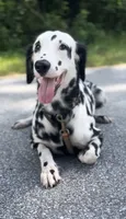 Daffodil , a female Dalmatian for sale in Port Charlotte, FL – 1 of 4