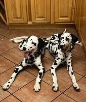 Daffodil , a female Dalmatian for sale in Port Charlotte, FL – 3 of 6