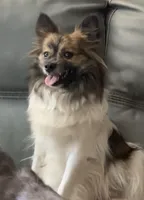 Beau, a male Pomchi for sale in Port Charlotte, FL – 5 of 5