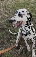 Harley, a female Dalmatian for sale in Port Charlotte, FL – 2 of 4