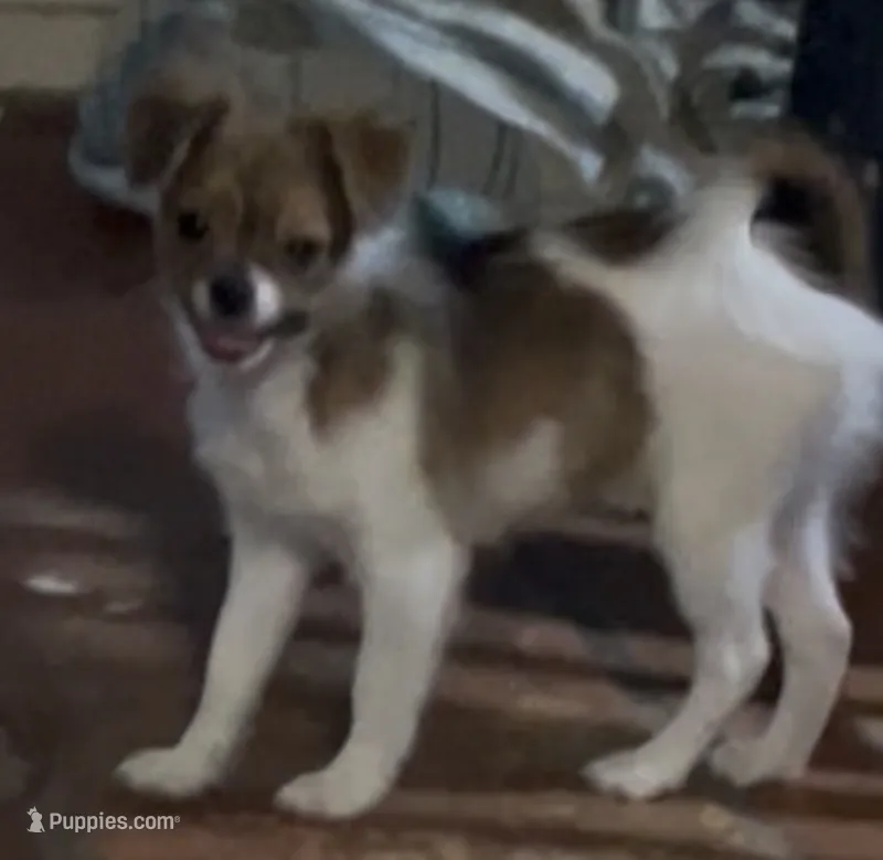 Beau – Pomchi puppy for sale in Port Charlotte, FL