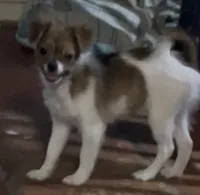 Beau, a male Pomchi for sale in Port Charlotte, FL – 1 of 5