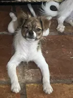 Beau, a male Pomchi for sale in Port Charlotte, FL – 4 of 5