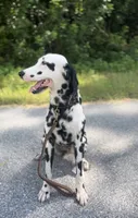 Daffodil , a female Dalmatian for sale in Port Charlotte, FL – 2 of 6