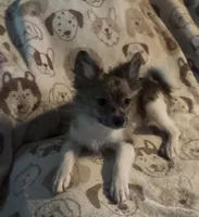 Boris, a male Pomchi for sale in Port Charlotte, FL – 3 of 7