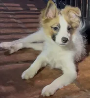 Johnny, a male Pomchi for sale in Port Charlotte, FL – 4 of 8