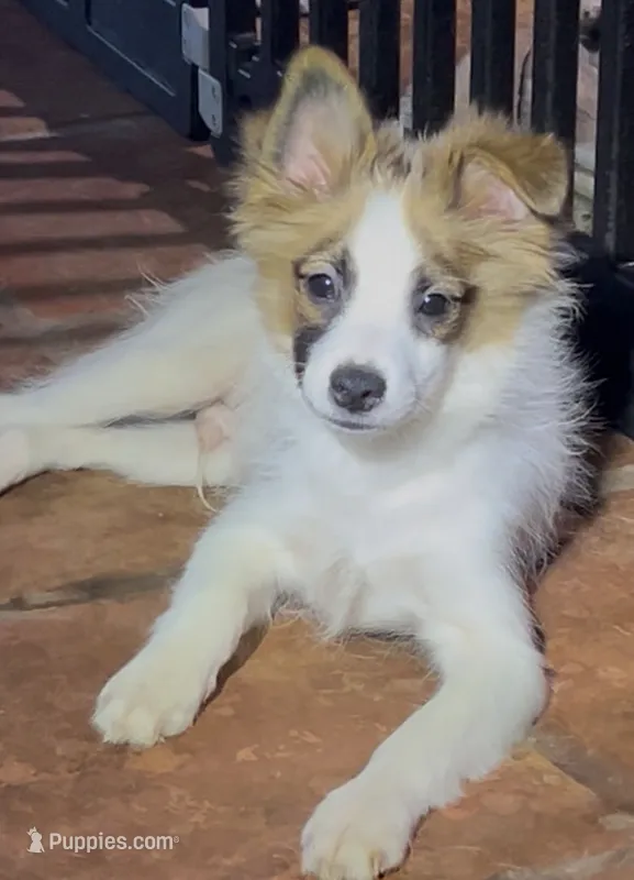 Johnny – Pomchi puppy for sale in Port Charlotte, FL