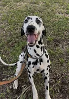 Harley, a female Dalmatian for sale in Port Charlotte, FL – 3 of 4