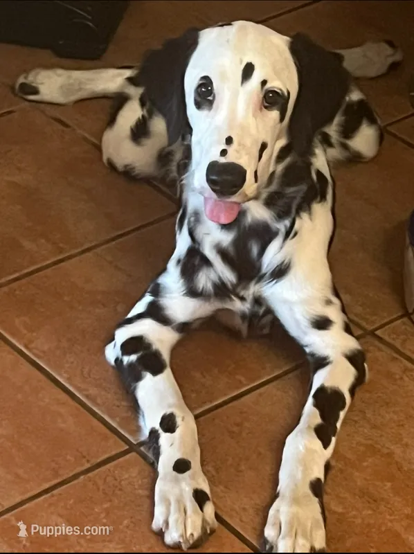 Daffodil  – Dalmatian puppy for sale in Port Charlotte, FL