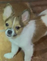 Henrietta, a female Pomchi for sale in Port Charlotte, FL – 4 of 7
