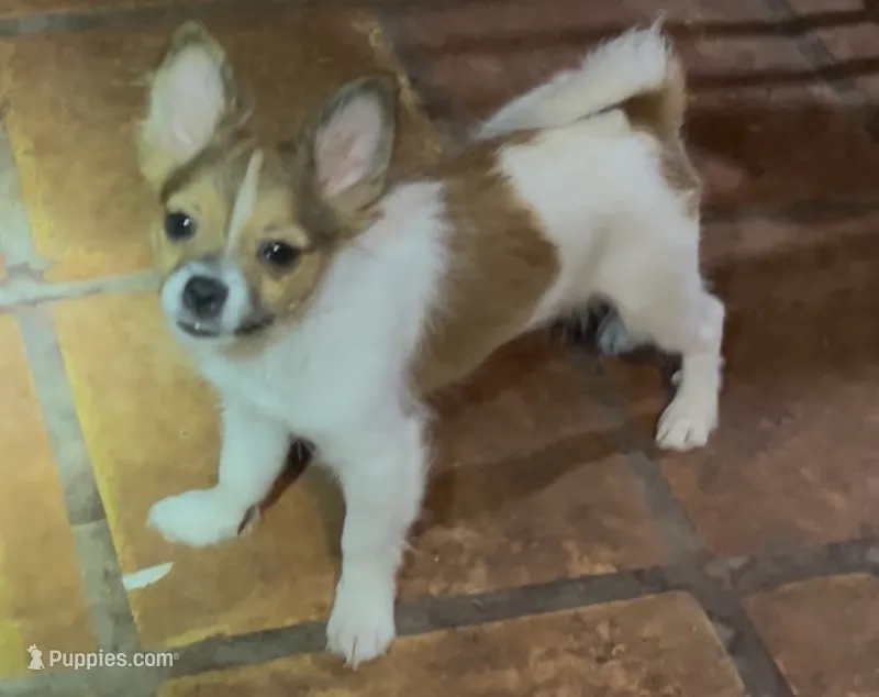 Henrietta – Pomchi puppy for sale in Port Charlotte, FL