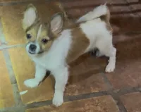Henrietta, a female Pomchi for sale in Port Charlotte, FL – 1 of 7