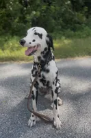 Daffodil , a female Dalmatian for sale in Port Charlotte, FL – 4 of 4