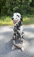 Daffodil , a female Dalmatian for sale in Port Charlotte, FL – 2 of 4