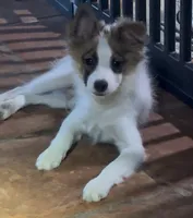 Johnny, a male Pomchi for sale in Port Charlotte, FL – 5 of 8