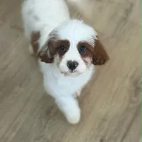 Dexter, a male Cavapoo for sale in Russell, MA – 2 of 2