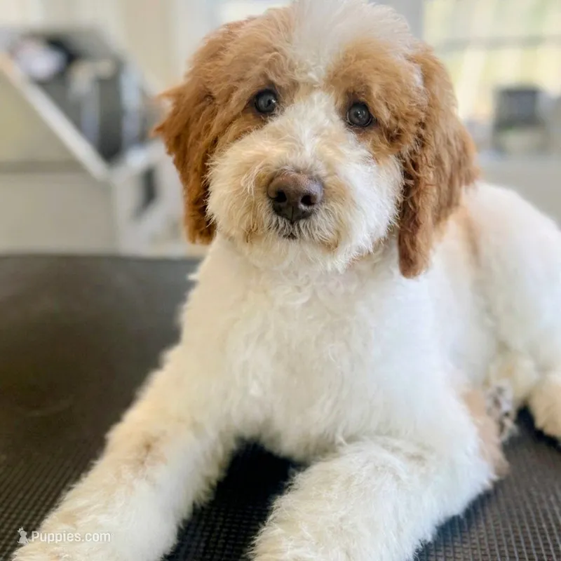 Hudson – Goldendoodle puppy for sale in Russell, MA